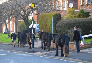 Horses walking along Russell's Hall Road