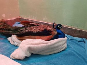 Supporting image for story: Village's beloved peacock put down after being found 'riddled' with air gun pellets