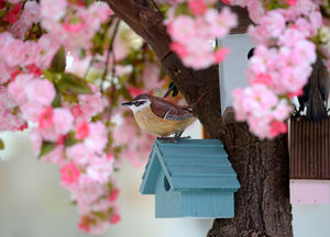 A model wren features in the display at Merry Hill