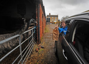 With his food, looking at the farm emus is Ethan Auger, aged 10, of Cannock