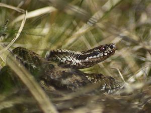 Supporting image for story: Warning for dog walkers as vulnerable adders emerge from hibernation on Cannock Chase