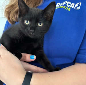 The kitten was discovered in the tunnel after her cries for help were heard