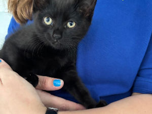 Supporting image for story: Terrified kitten rescued from sewage flow system by RSPCA in Birmingham