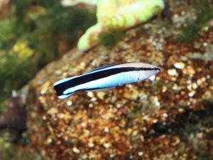 Supporting image for story: This tiny fish species has just passed the mirror self-recognition test