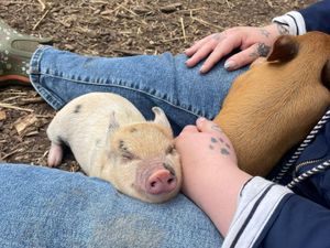 Miniature pigs make amazing pets - Animal News Agency 