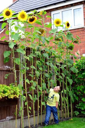 The five-year-old with his 11ft sunflowers