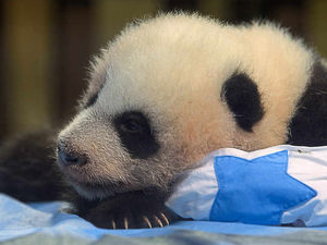 Supporting image for story: Peter Rhodes: Another smacker, Nigel?