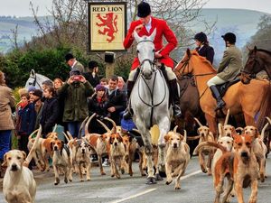Supporting image for story: Dog hit as hunting hounds stray onto railway line near Shrewsbury