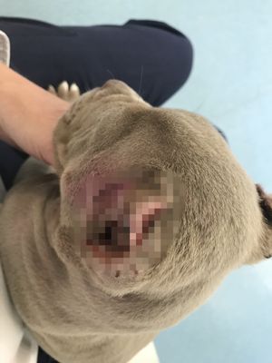 Bulldog Zena's ears were cropped 