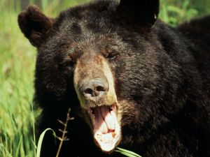 Supporting image for story: Drug-addled black bear goes on vicious rampage in new trailer for Cocaine Bear