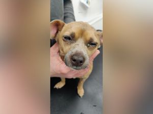 Supporting image for story: RSPCA shares 'heartbreaking' story of suffering and reveals cruelty to dogs has risen in Shropshire