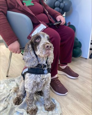 Hearing Dog Rolo at the launch of Specsavers Shifnal Hearing