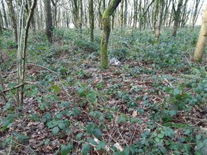 Supporting image for story: 'Heartbreaking' rise in animal cruelty reports in West Midlands as charity launches campaign