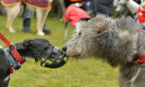 Two canine contestants at the event