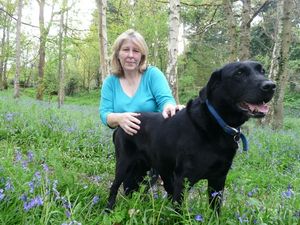 Supporting image for story: Keeper’s Cottage Bluebell Wood opening for charity again
