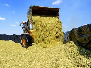 Supporting image for story: Agricultural expert warns of summer silage pollution threat to waterways