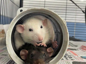 World Rat Day