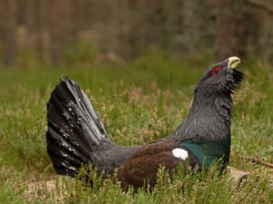 Supporting image for story: RSPB hails boost for bird species but says ‘still a lot of work to be done’