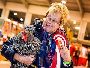 Supporting image for story: Thousands attend National Poultry Show in Telford - with pictures and video