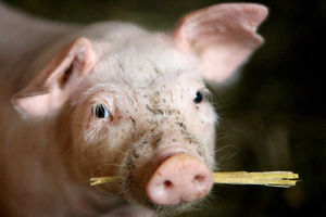 Supporting image for story: Poll: Is it right to grow human organs inside pigs?