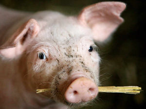 Supporting image for story: Poll: Is it right to grow human organs inside pigs?