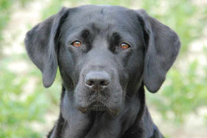Supporting image for story: Shropshire vets join in with survey on ticks