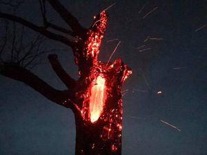 Supporting image for story: Plea from fire crews after farmer sets tree alight