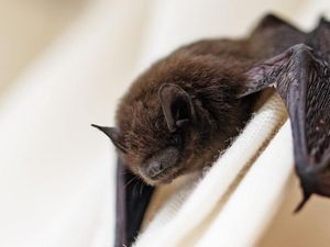 Supporting image for story: A bat, an exaggerated Irish accent and an overly excited puppy have become a massive online hit