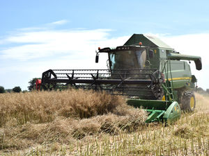 Supporting image for story: Harvest jitters at final hurdle