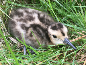 Supporting image for story: A Powys-based project to halt the decline of curlews across Wales has been awarded nearly £1million