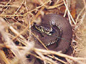 Supporting image for story: Snake nests to be built in forest