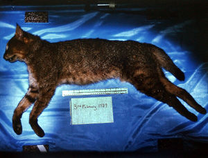 MUST CREDITThe Asian jungle cat which was found at Richards Castle in 1989 and taken to Ludlow Museum for identification and recording. Picture: Gareth Thomas.