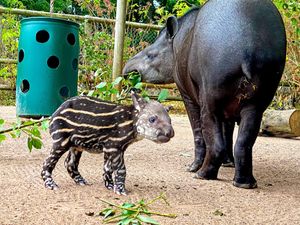 Supporting image for story: It's a baby boom as Drayton Manor celebrates new arrivals 