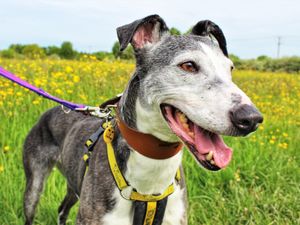 Supporting image for story: Long-legged lurchers looking for long-term love at Dogs Trust Shrewsbury 