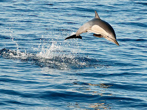 Supporting image for story: Shropshire photographers going wild about nature snapshots