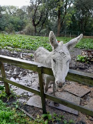 Snowman was among the struggling equines