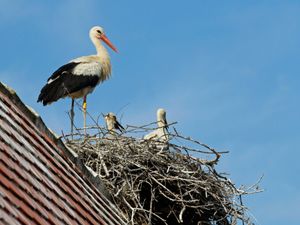 Supporting image for story: Could white storks return to London? Public’s views sought on ‘talismanic’ bird
