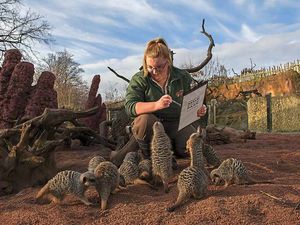 Supporting image for story: Counting by numbers, two by two at West Midland Safari Park