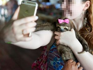 Supporting image for story: Here’s why you might now get a warning if you search for animal selfies on Instagram