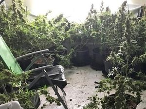 Supporting image for story: Cannabis plant seizures rise in regional crackdown