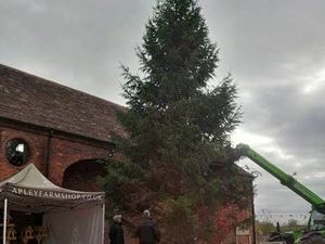 Supporting image for story: Apley installs the tallest Christmas tree in Shropshire