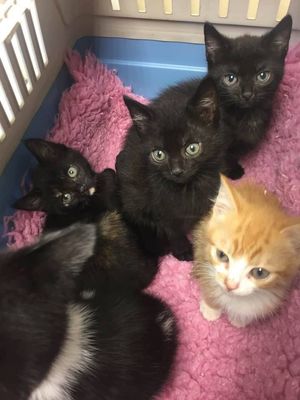 The kittens are now looking for a permanent home