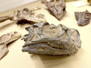 Supporting image for story: New dinosaur discovered after lying in museum for 30 years