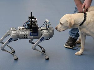 RoboGuide face-to-face with a guide dog labrador