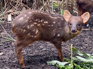 Supporting image for story: A new fawn from tiny species of deer is born at Chester Zoo