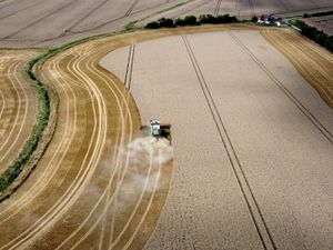 A combine harvester gathering in a crop of corn on the Romney Marsh in Kent