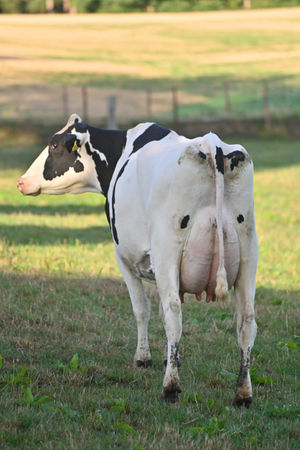 A cow from the Dilandy Holstein Herd.