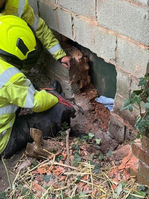 The kitten fell in the wall cavity