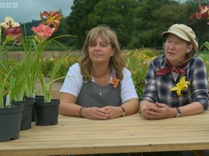 Supporting image for story: 'A garden without daylilies is a day without sunshine!' Shropshire pair share flower power on TV