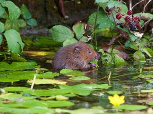 Supporting image for story: National Trust urges public to lobby politicians to reverse nature ‘freefall’